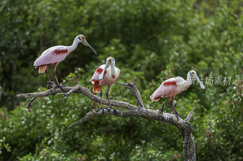 玫瑰色琵鹭，Platalea ajaja, Ajaia ajaja, Audubon Alafia银行鸟类保护区;鸟岛;希尔斯堡惨案湾;坦帕湾;佛罗里达。栖息。